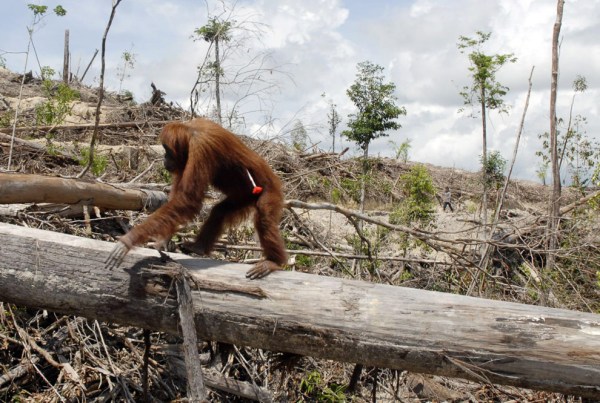 Orangutan with a tranquilizer dart in his side; will be relocated away from palm oil plantation site