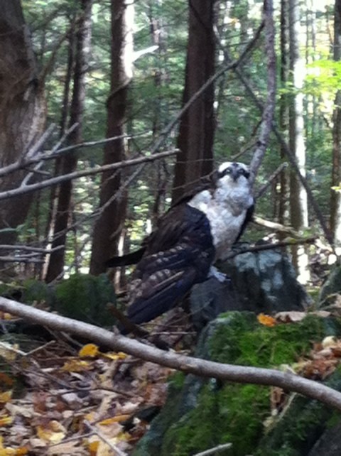 osprey