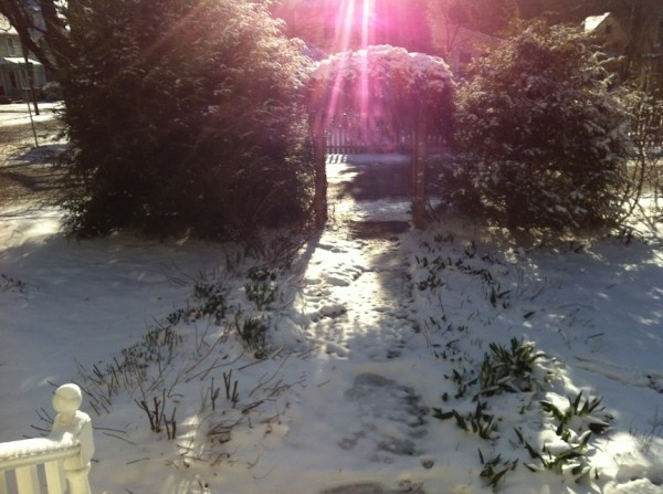 Bulbs contending with snow and temperatures in the 20s on April 16, 2014--western Massachusetts