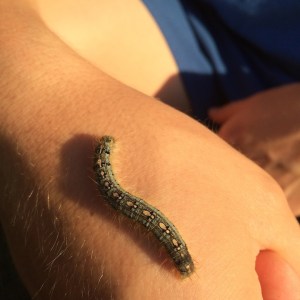 caterpillar