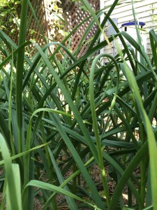 Garlic; note the gas tank in the background