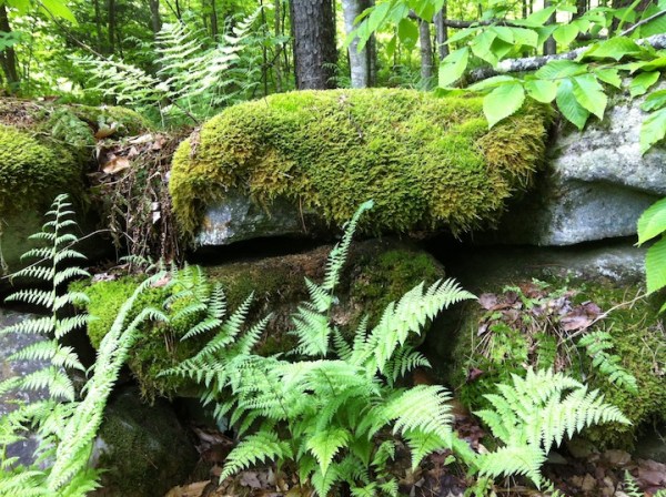 mossy rock