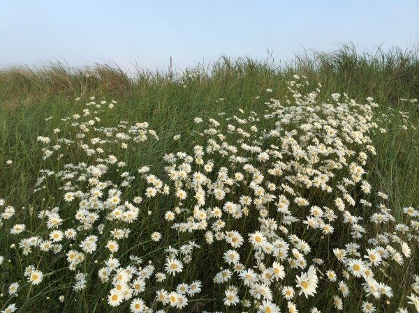Wildflowers, Nova Scotia. Photo c. Jennifer Browdy, 2014