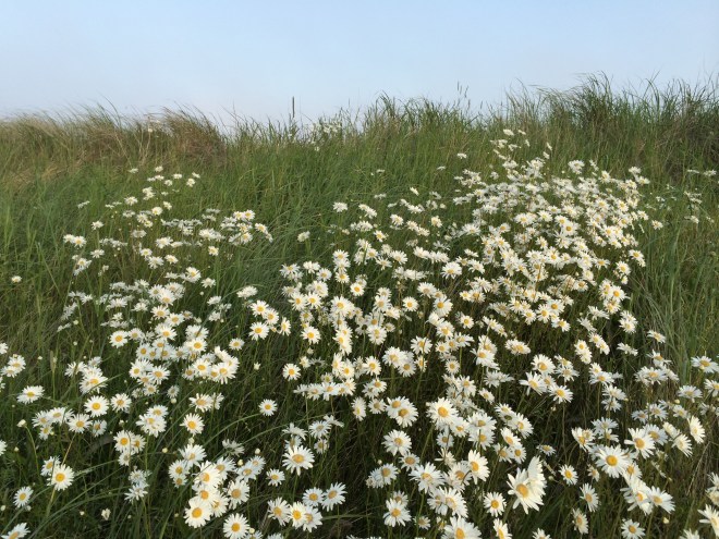 Wildflowers, Nova Scotia.  Photo c. Jennifer Browdy, 2014