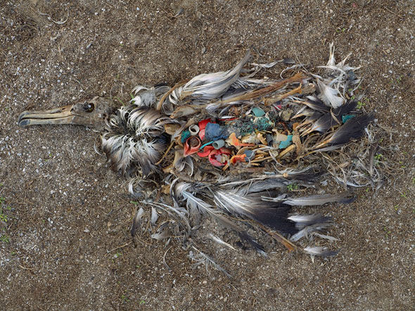 Tens of thousands of albatross are dying from eating plastic out of the Pacific Ocean