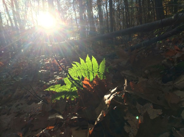 Remember that the Earth and the Cosmos are one and the same, and we humans are just another manifestation of that endlessly circulating energy.  Photo J. Browdy 2014