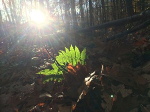 Remember that the Earth and the Cosmos are one and the same, and we humans are just another manifestation of that endlessly circulating energy. Photo J. Browdy 2014