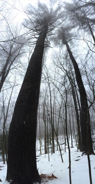 Tree spirits. Photo c. J. Browdy 2014