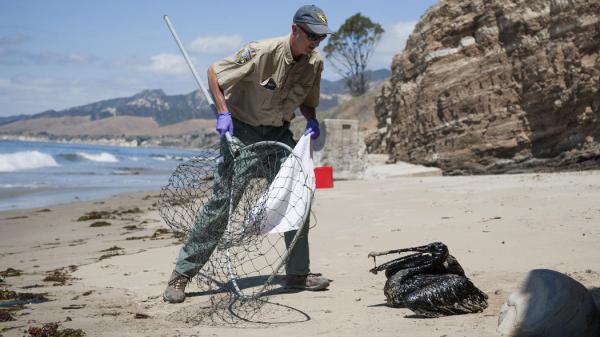 Photo c. Kenneth Song / The News-Press Mike Harris, of the California Department of Fish and Wildlife, prepares to rescue a pelican covered in oil on the beach about a mile west of Refugio State Beach, Calif., Wednesday, May 20, 2015.