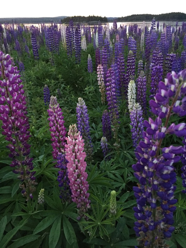 Lupines
