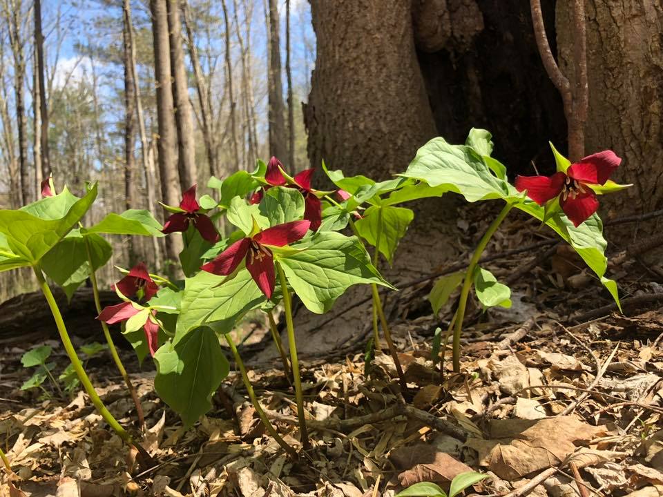 32072788_634642051244_576629338359726080_n