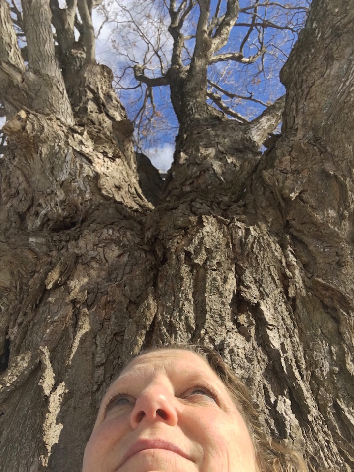 Jen Grandmother Tree Small