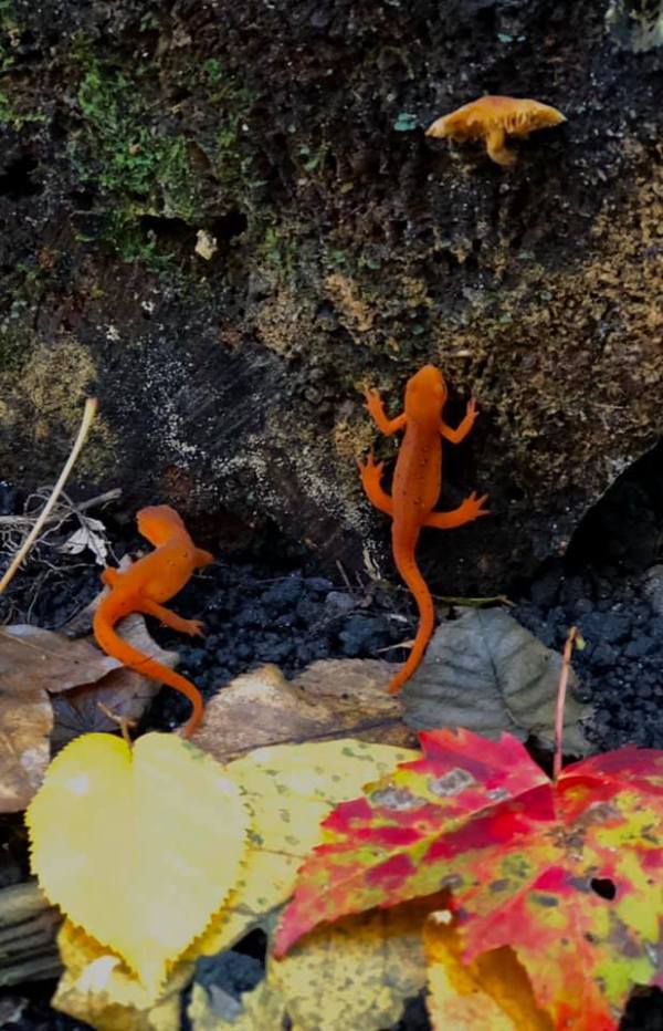 72633097_657802667184_6074299756274778112_n